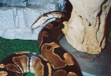 Shedding in progress